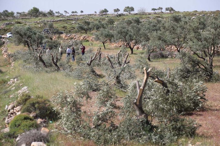 Israeli settlers damage olive trees south of Bethlehem