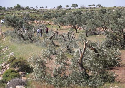 Israeli settlers damage olive trees south of Bethlehem