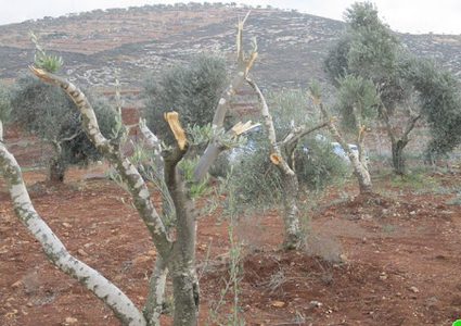 Settlers cut down hundreds of olive trees in the West Bank