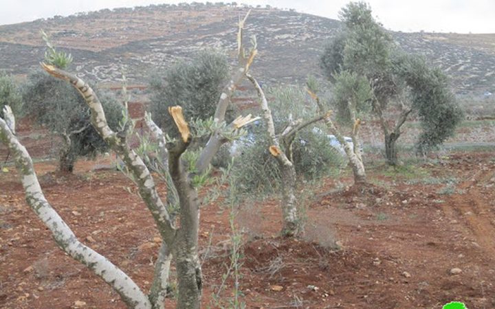 Settlers cut down hundreds of olive trees in the West Bank