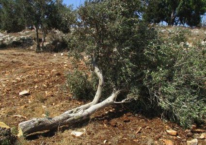 Israeli settlers break 50 olive seedlings in Bethlehem