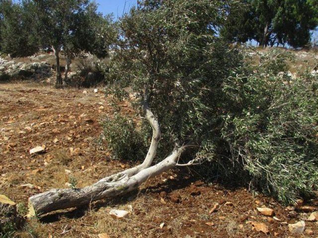 Israeli settlers break 50 olive seedlings in Bethlehem