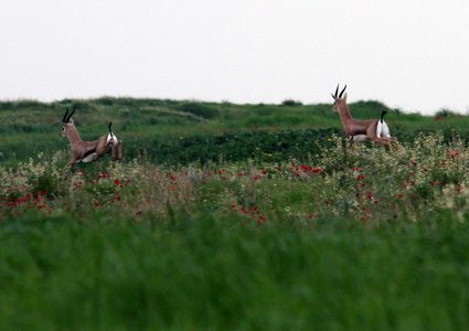 Weather: Rise in Temperature in Palestine