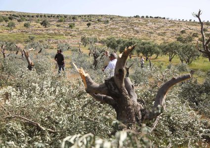 Settlers uproot 350 olive saplings near Bethlehem