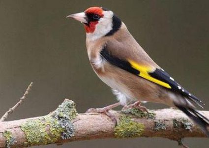 9,000 birds’ types were monitored from Palestinians’ windows