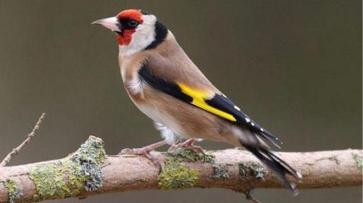 9,000 birds’ types were monitored from Palestinians’ windows