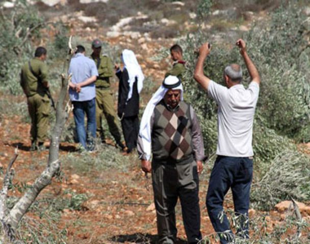 Israeli settlers cut 40 perennial olive trees south of Nablus