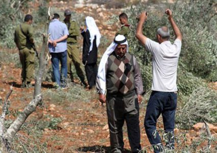 Israeli settlers cut 40 perennial olive trees south of Nablus