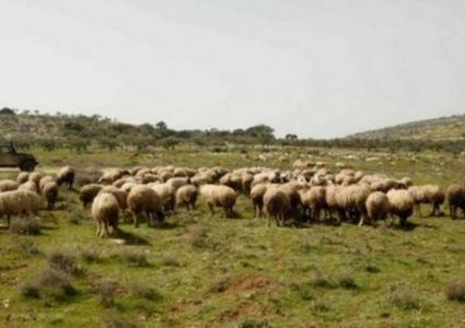 Israeli settlers attack a citizen and steal his sheep