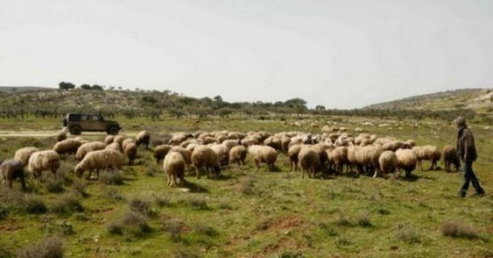 Israeli settlers attack a citizen and steal his sheep