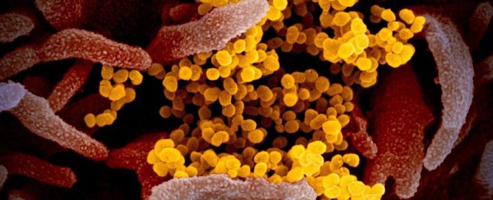 Studies Have Found New Mutations in The Coronavirus.