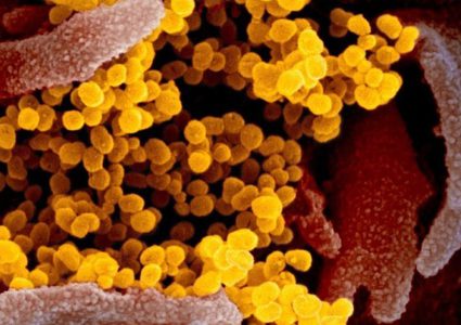 Studies Have Found New Mutations in The Coronavirus.