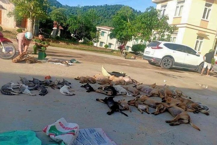 Vietnam couple got arrested for killing dogs and cats for meat