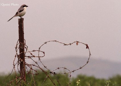 colors of the beauty of the Palestinian Jordan valley