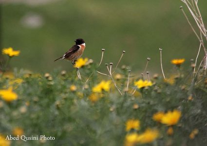 colors of the beauty of the Palestinian Jordan valley