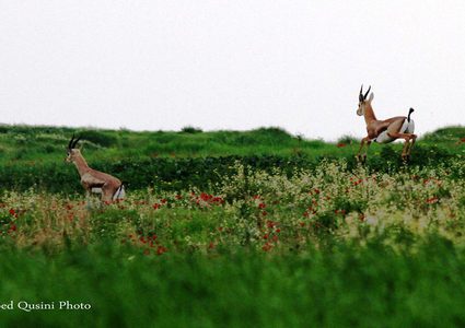 colors of the beauty of the Palestinian Jordan valley