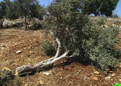 Israeli settlers’ cut of 70 olive trees south West Bank
