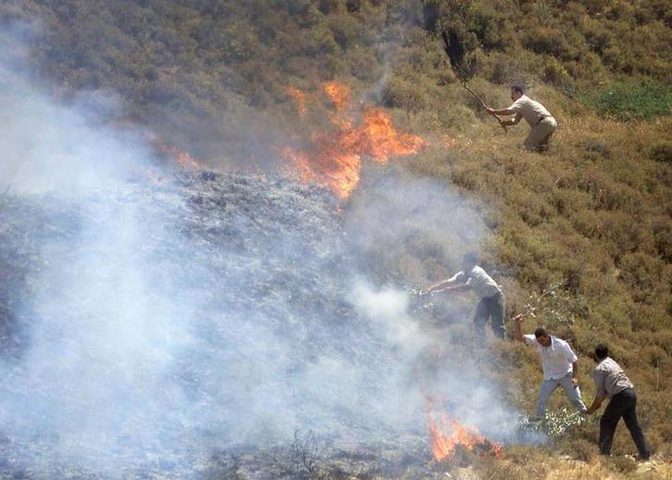 Jewish settlers burned hundreds of olive trees south of Nablus