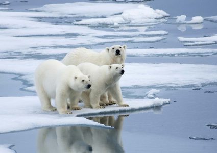 Climate change can make Polar Bears disappear  by 2100