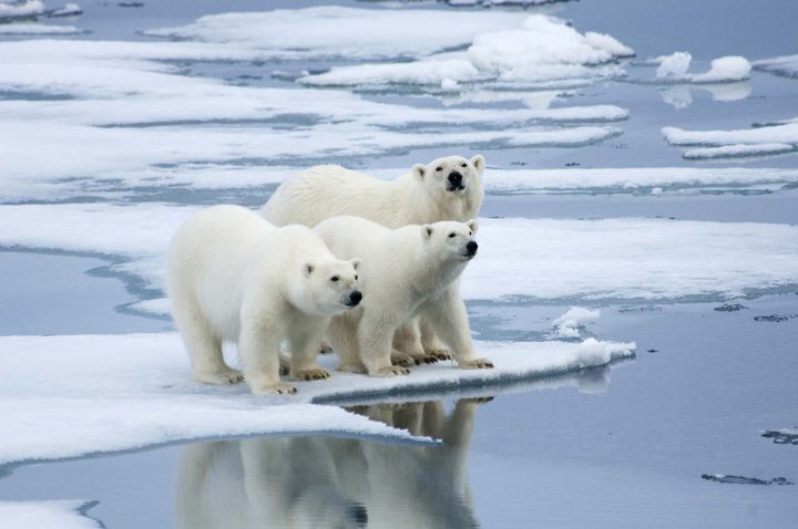 Climate change can make Polar Bears disappear  by 2100