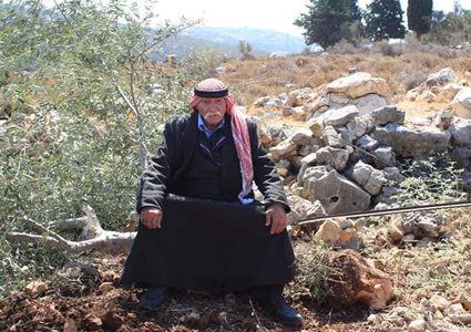 Israeli occupation uprooted 220 olive trees north West Bank