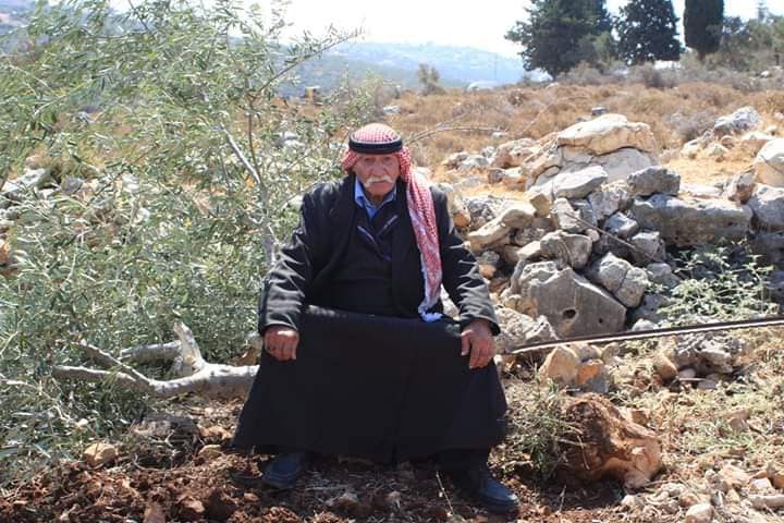 Israeli occupation uprooted 220 olive trees north West Bank