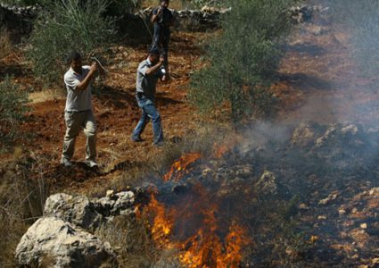 Settlers set olive trees on fire south of Nablus