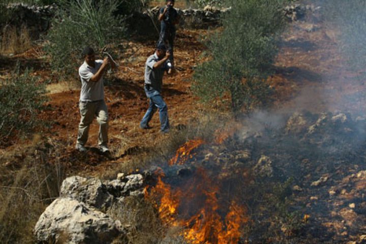 Settlers set olive trees on fire south of Nablus