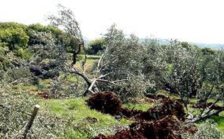 Settlers uproot olive trees near Nablus