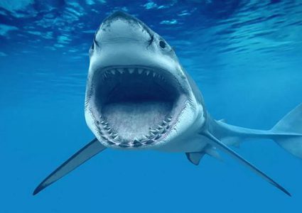 An Australian has a direct confrontation with a white shark to save his wife