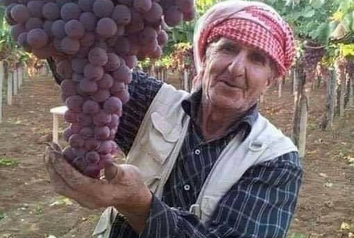 Hebron is well known with its grapevines. The grapes are very delicious and tasty. Many manufactures in Hebron is counting on grapevines. Today Hebron records a 7 Kg weight of grape.