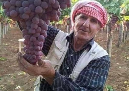 Grapes in Hebron weighing 7 kg