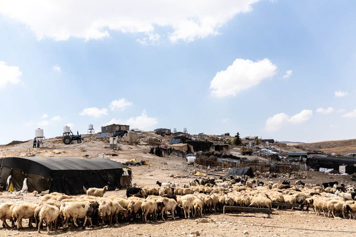 50 sheep killed  by Israeli settler in Masafer Yatta