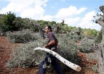 IOF uproot 22 olive trees near Ramallah