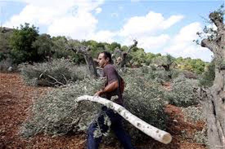 IOF uproot 22 olive trees near Ramallah