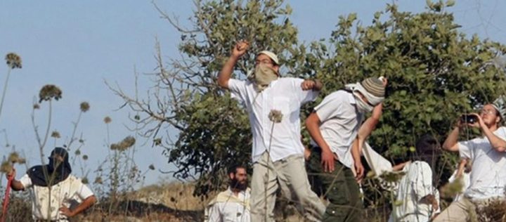 Three injuries due to settlers attack olive harvesters south of Nablus