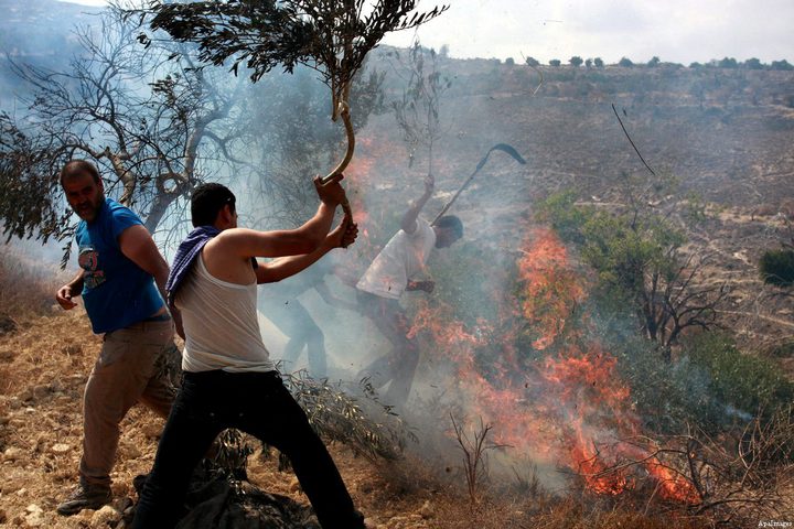 West Bank: Settlers torch olive grove