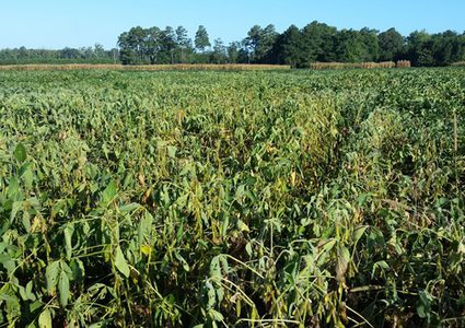 Very hot, dry conditions and a high tempertaure