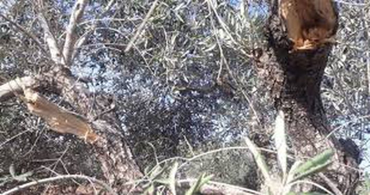 Crops stolen, trees cut by settlers in Palestinian land