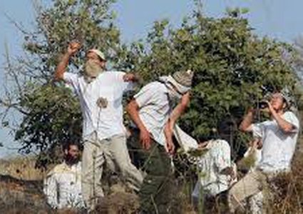 Settlers plant Palestinian land in order to seize it