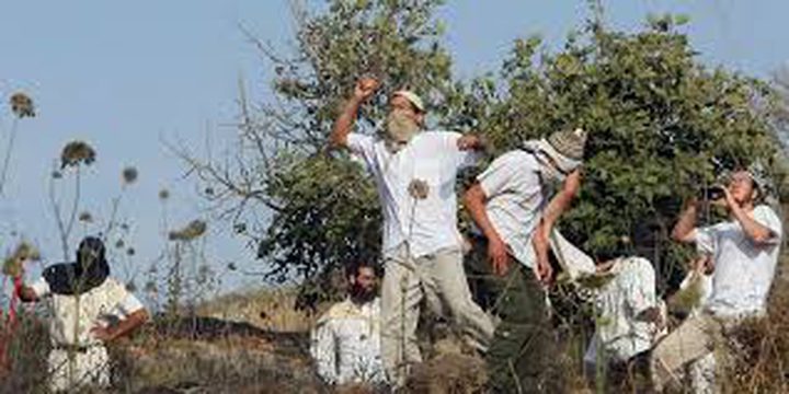 Settlers plant Palestinian land in order to seize it