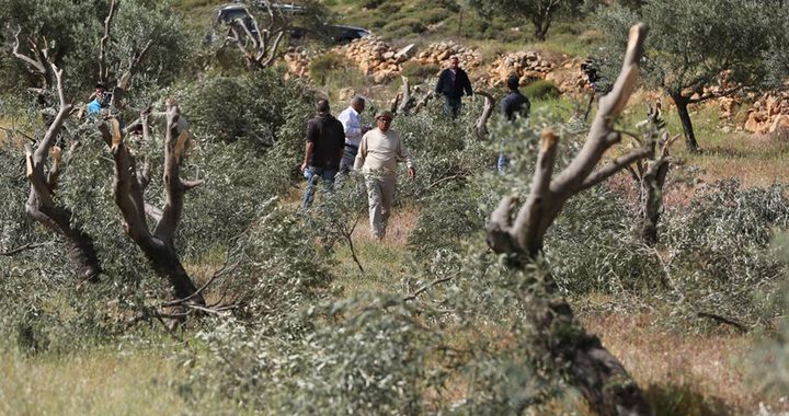 Nablus: Settlers cut down dozens of olive trees