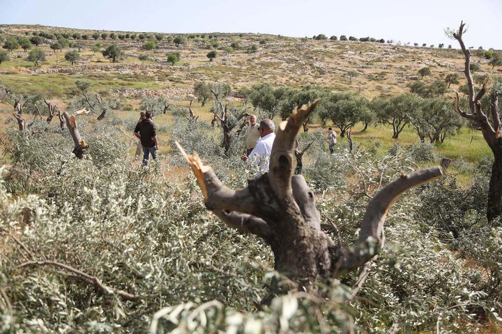 Settlers uproot and destroy tens of olive trees near Salfit