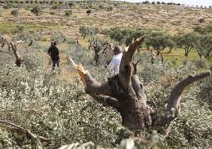 Ramallah: Israeli settlers uproot grape saplings