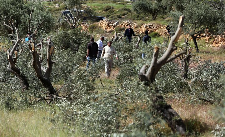 Jewish settlers cut down tens of olive trees near Salfit