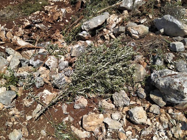 settlers uproot saplings in Palestinian villages near Salfit