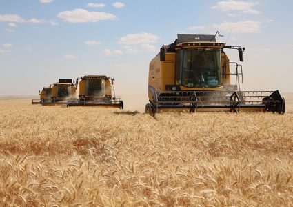 Egypt to cultivates 3.5 million feddans of wheat this season