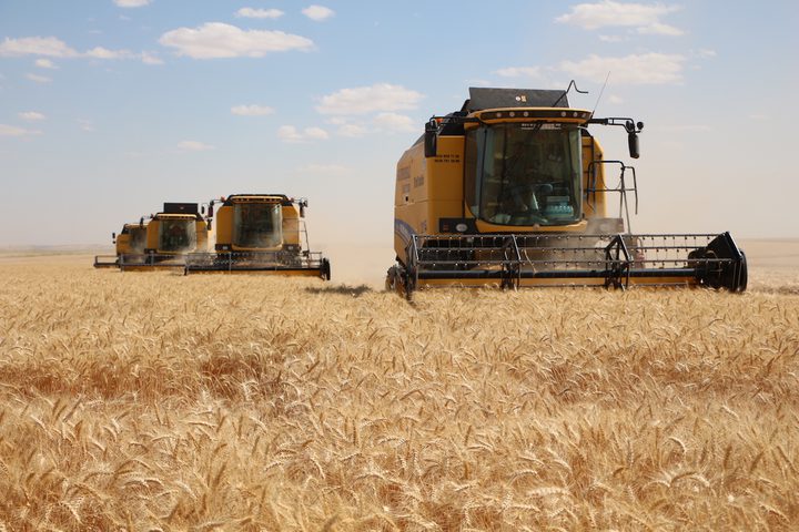 Egypt to cultivates 3.5 million feddans of wheat this season