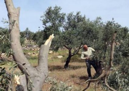 Racist Israeli settlers Sunday uprooted and stole tens of olive saplings in the village of Qusra