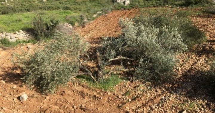 Settlers uproot 60 olive seedlings, south of Nablus